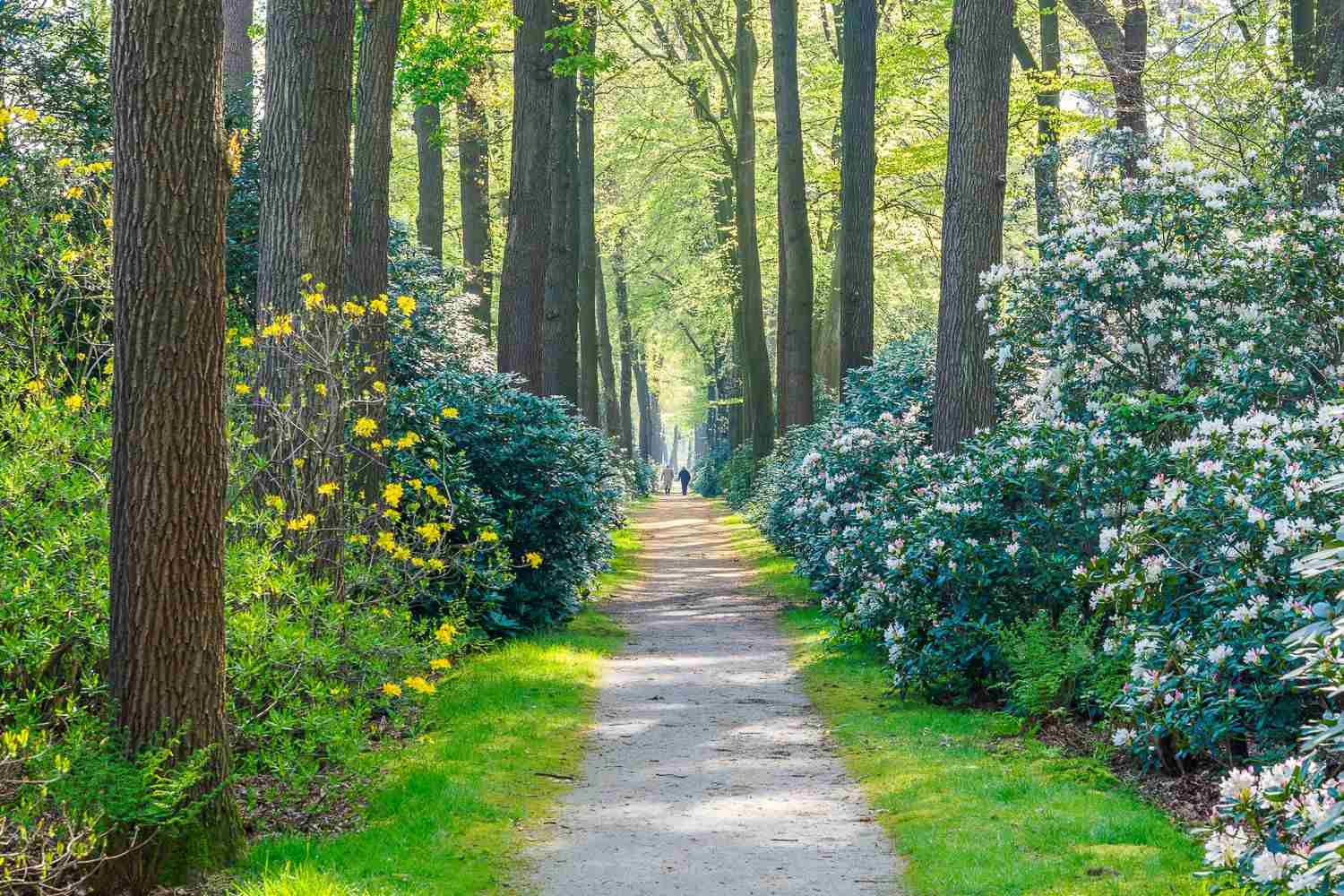 Rododendrons_Velhorst