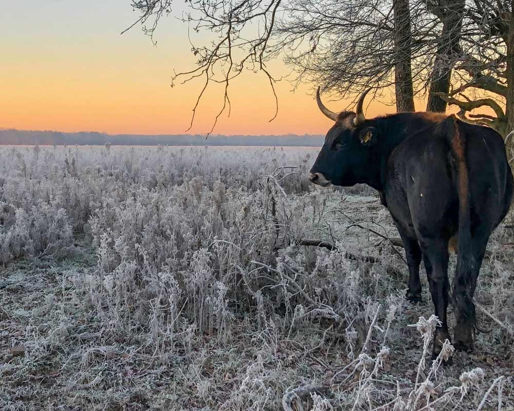 Grote grazers redden zich prima in de winter